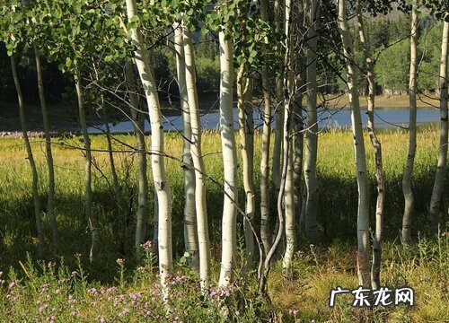 桦树是什么树种 长什么样子