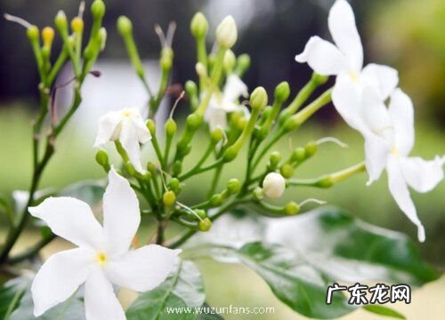七里香什么时候开花 一年开几次花