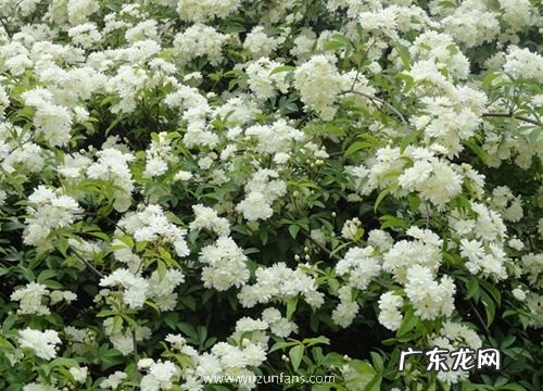 七里香什么时候开花 一年开几次花