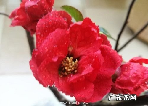 四季海棠什么时候开花 一年开几次