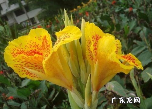 美人蕉什么时候开花 花期多长时间