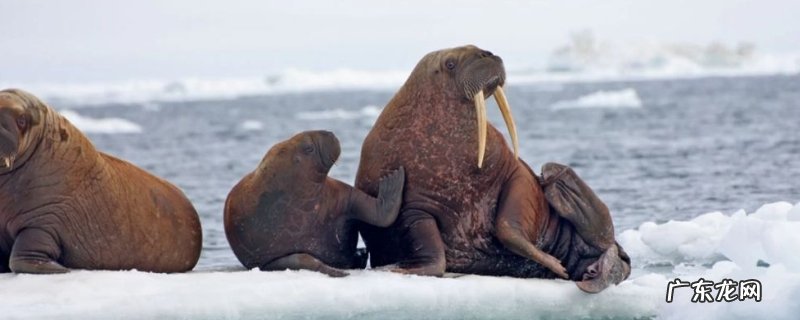 海象有什么天敌