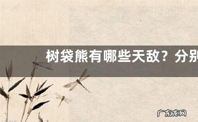 树袋熊有哪些天敌?分别介绍