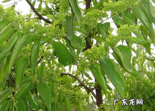 枣树什么时候开花 几月份开花