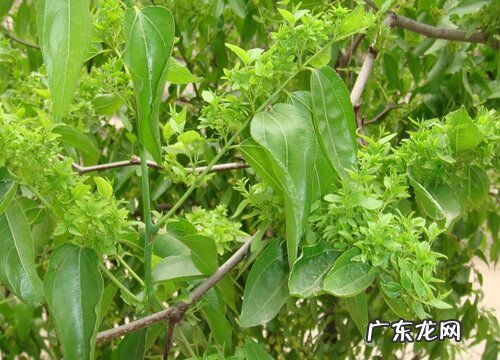 枣树什么时候开花 几月份开花