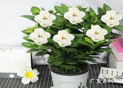 栀子花养在家里吉利吗 适合在家里养吗