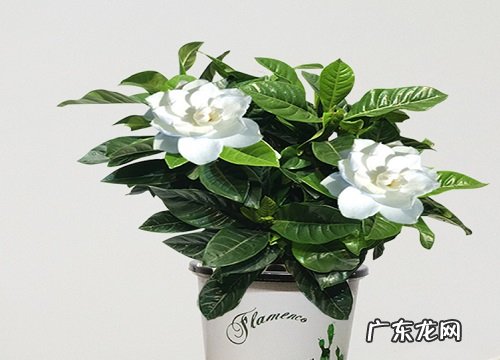 栀子花养在家里吉利吗 适合在家里养吗