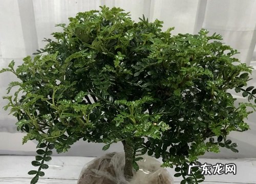 图片 胡椒木会开花吗 开花样子