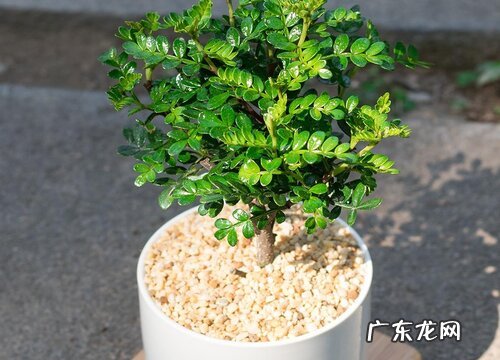 图片 胡椒木会开花吗 开花样子