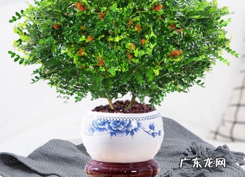 图片 胡椒木会开花吗 开花样子