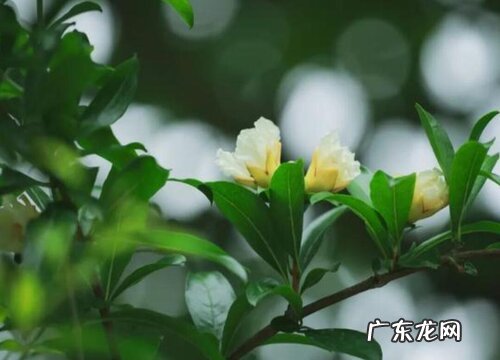 石榴树什么时候开花结果 花期时间