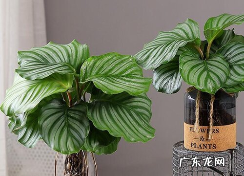 万年青是什么树 长什么样子