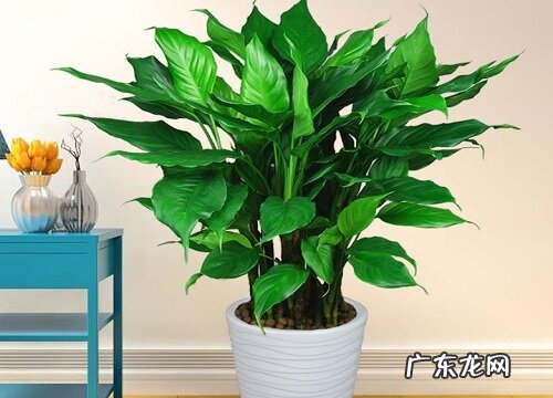 万年青是什么树 长什么样子