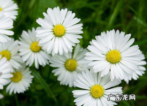 小雏菊能养多久