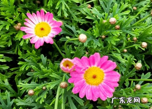 小雏菊能养多久