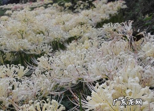 曼珠沙华什么时候开花 多久开一次花