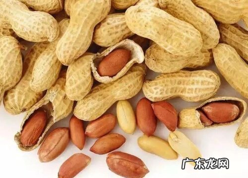 兔子可以吃花生吗 兔子能不能吃花生