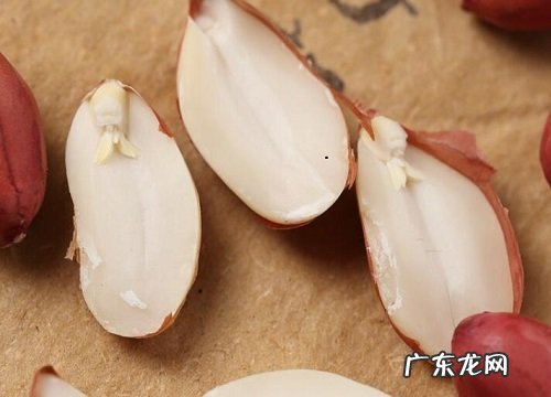 兔子可以吃花生吗 兔子能不能吃花生