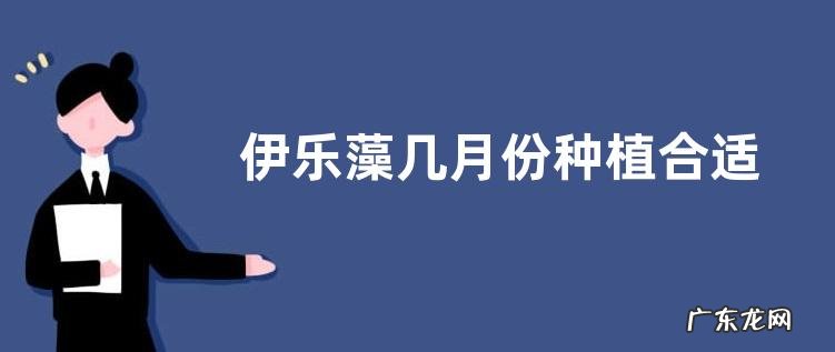 伊乐藻几月份种植合适