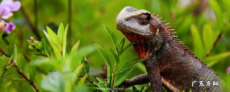 四脚蛇咬人有毒吗？寿命大约多长