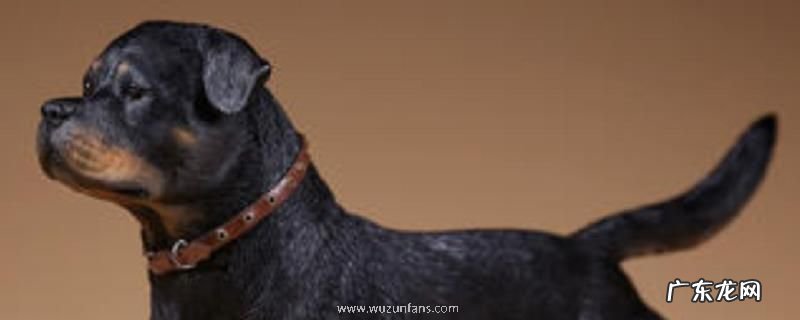 罗威纳犬怎么养?容易养吗