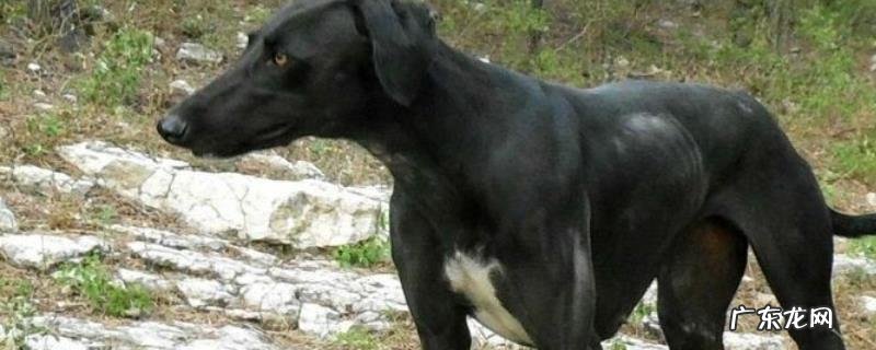 格力犬怎么训练?格力犬训练的注意事项