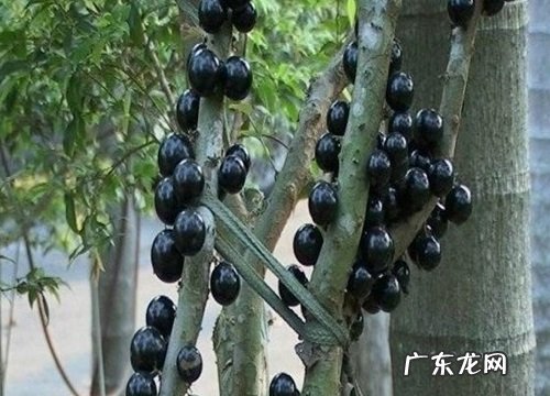 嘉宝果树几年开花结果