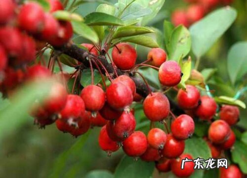 丽江盛产什么水果有名