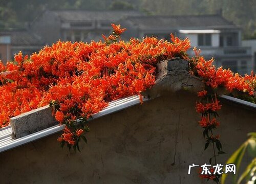 炮仗花什么时候开花 几月份开花