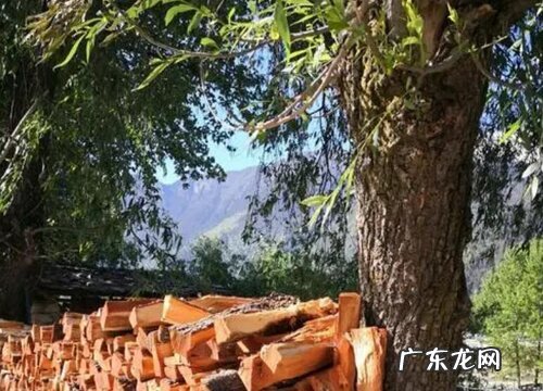 金刚木是什么树 长什么样子