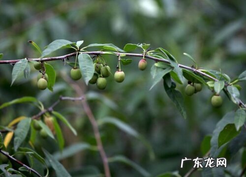 金刚木是什么树 长什么样子