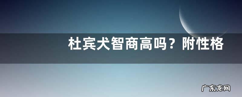 杜宾犬智商高吗?附性格特征和饲养管理方法