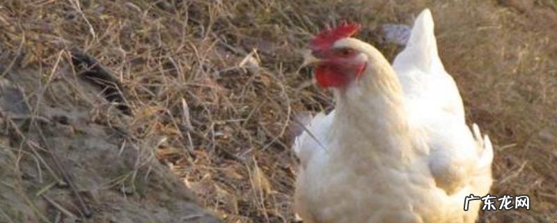 常见蛋鸡品种有哪些?鸡蛋是饲养蛋鸡的主要收入来源