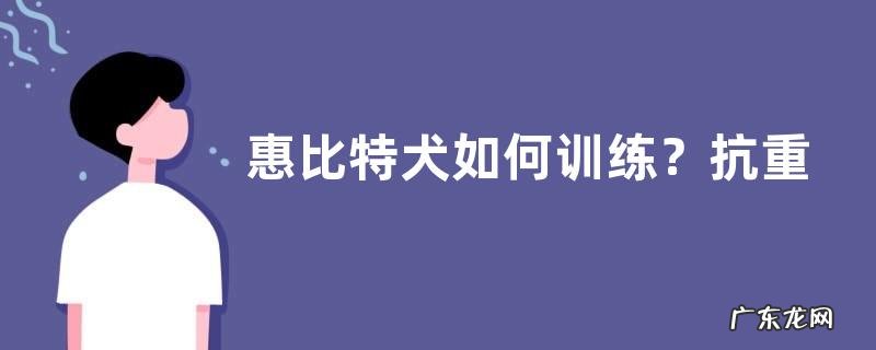 惠比特犬如何训练?抗重阻力训练、克服弹性阻力训练等