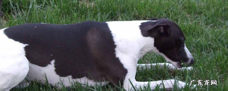 惠比特犬如何训练?抗重阻力训练、克服弹性阻力训练等