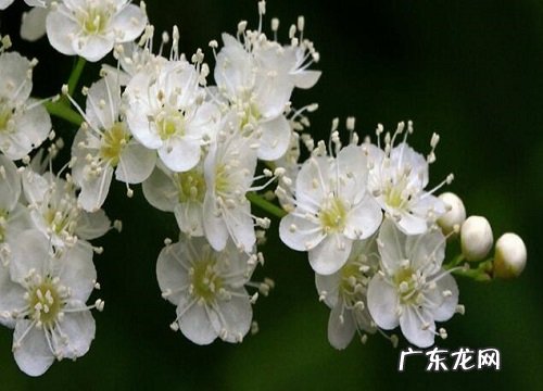 腊梅花什么时候开花 在几月份开花