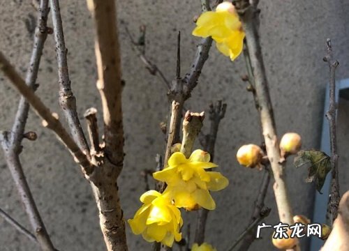 腊梅花什么时候开花 在几月份开花