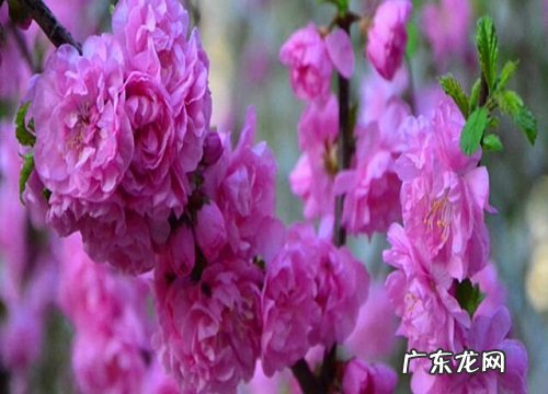 腊梅花什么时候开花 在几月份开花