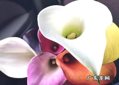 海芋会开花吗 在什么季节开花