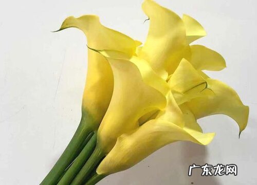 海芋会开花吗 在什么季节开花