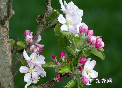 苹果什么时候开花结果 开花季节
