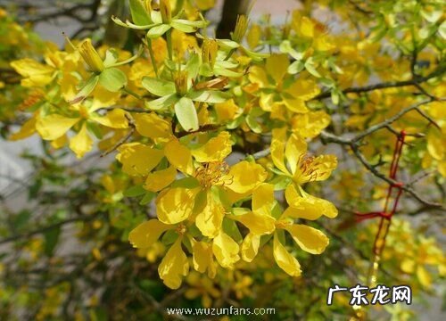 迎春花什么时候开花 开花季节