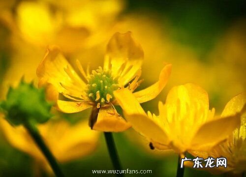 迎春花什么时候开花 开花季节