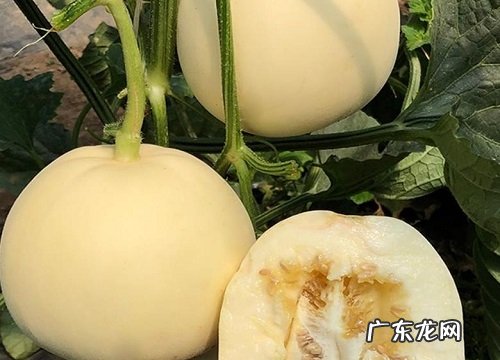 甘肃盛产什么水果有名