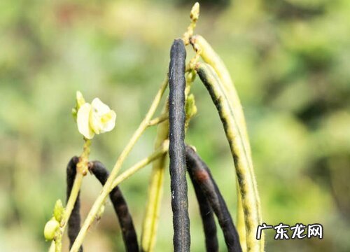 绿豆是什么植物