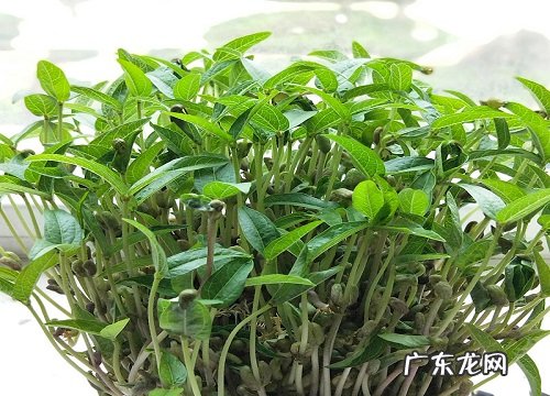 绿豆是什么植物