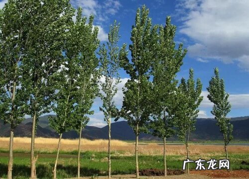 白杨树生长在什么地方 生长环境的特征