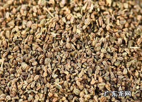图片 芹菜有籽吗 长什么样子