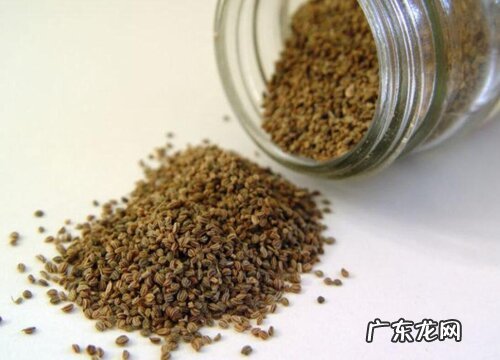 图片 芹菜有籽吗 长什么样子