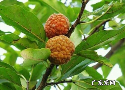 柘树是什么树 长什么样子